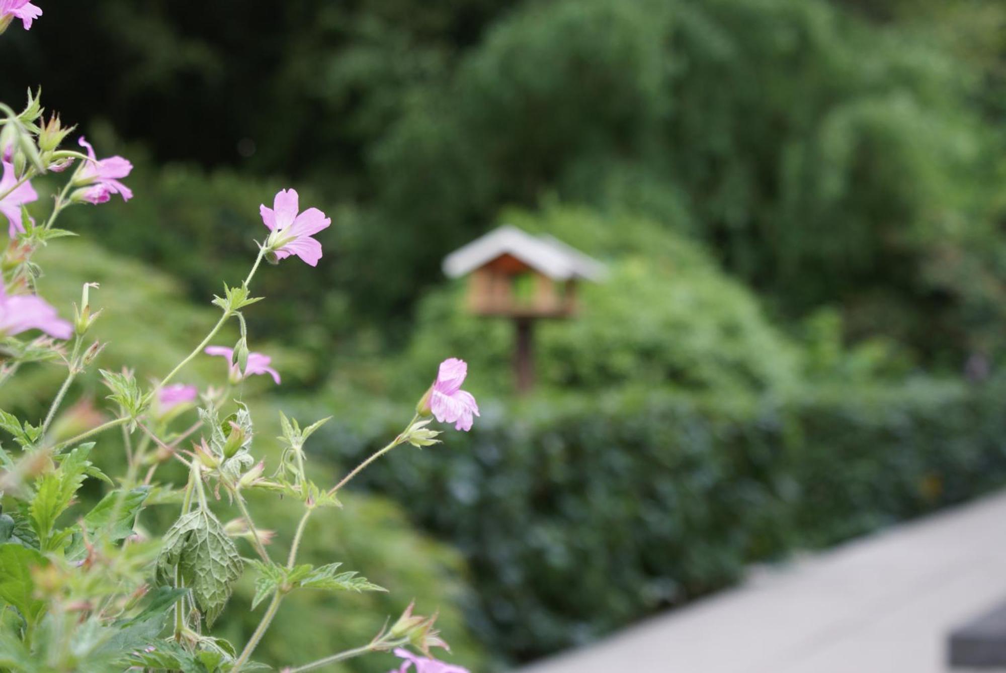 De Drie Berken Bed & Breakfast Klazienaveen Ngoại thất bức ảnh